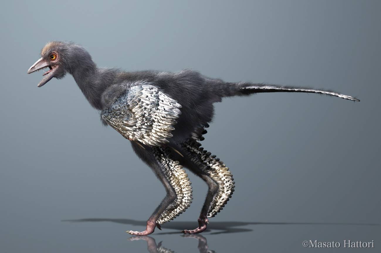 Reconstrucción del Aurornis xui. / Masato Hattori