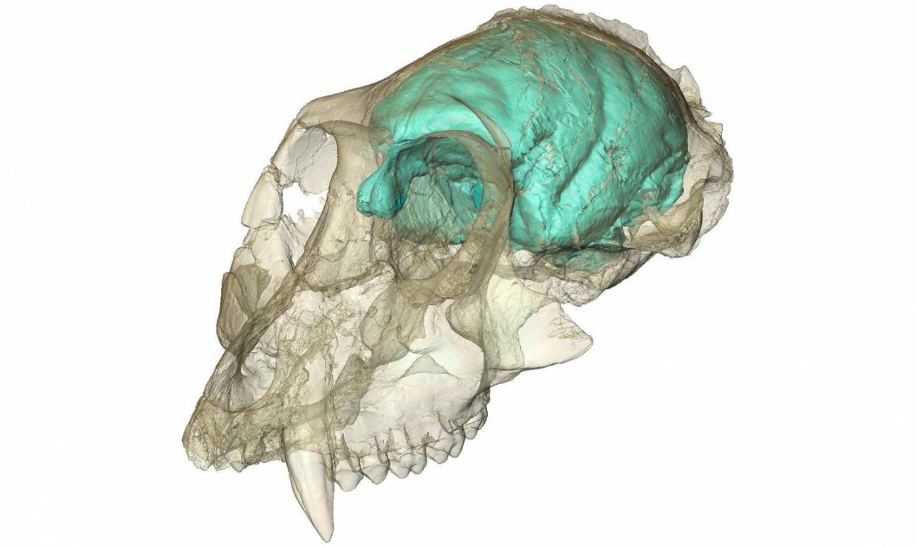 El pequeño pero complejo cerebro de los monos del Viejo Mundo