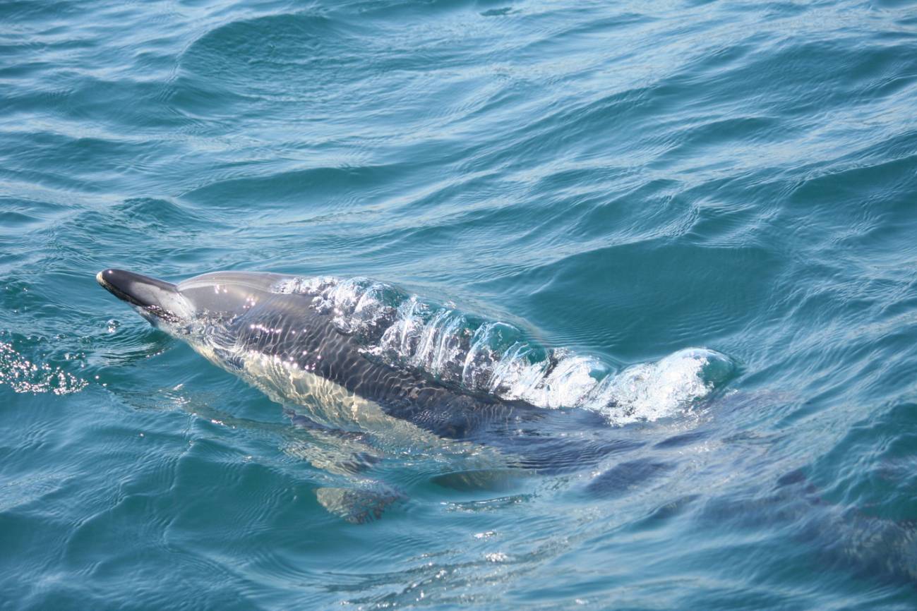 El primer censo de delfín común en la Bahía de Algeciras, a partir de 2011