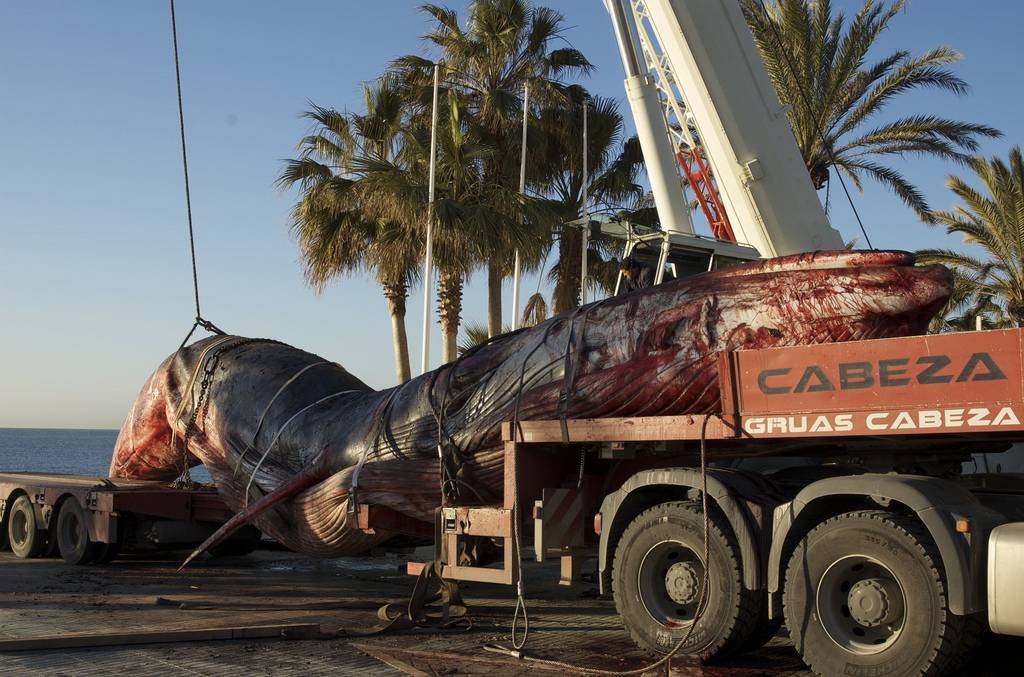Rorcual común que apareció varado en una playa de Marbella en 2008 y cuyo esqueleto se expone en el Museo Nacional de Ciencias Naturales (MNCN). Imagen: Rjime31.  