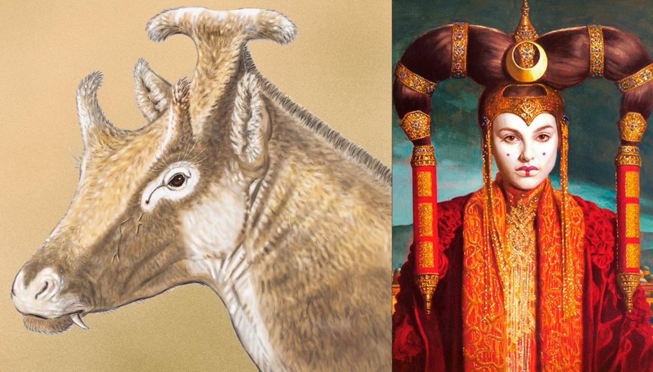 El rumiante antiguo de Cuenca que se parecía a la reina Amidala de ‘Star Wars’