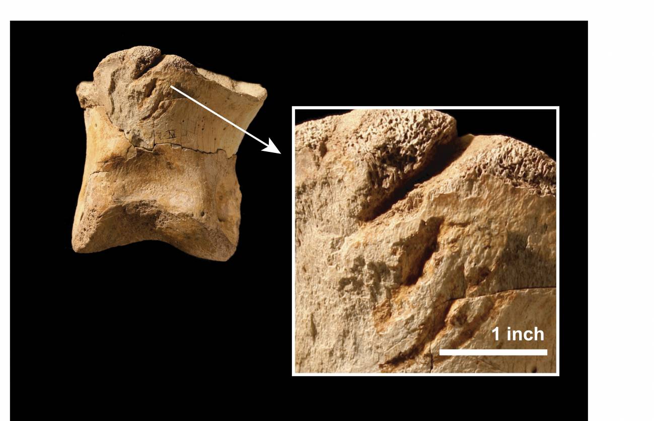 El tiranosaurio rex era caníbal 