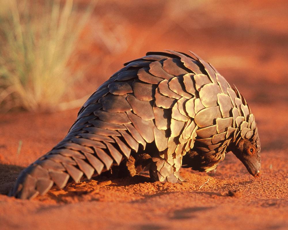 El tráfico de especies salvajes se da en el 30% de lugares protegidos