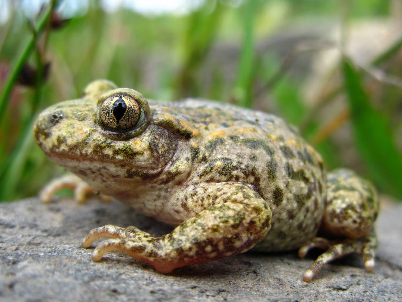 Fotografía de un sapo partero (Alytes obstetricans). Imagen: Laurent Lebois.  