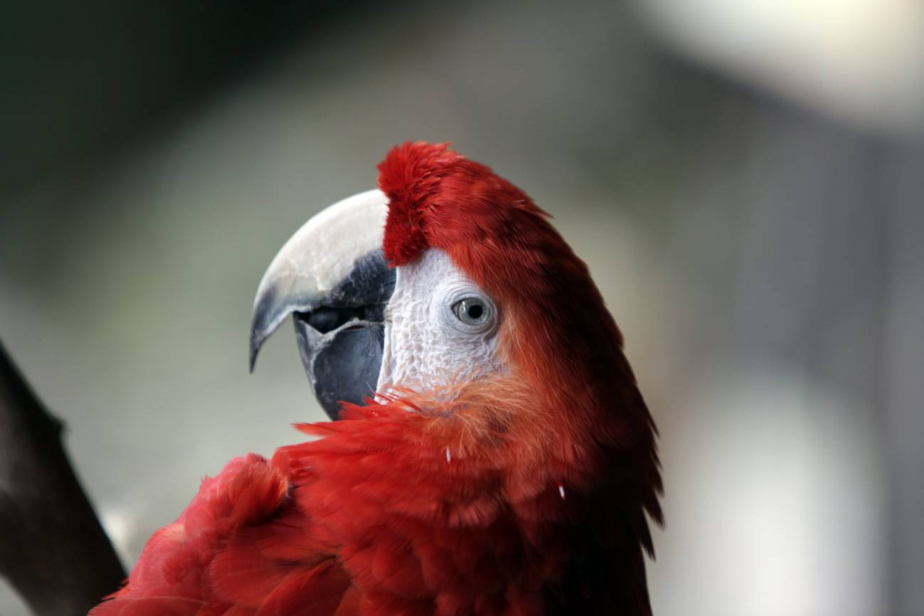 En el 75% de los zoos españoles hay riesgo de fuga de animales exóticos