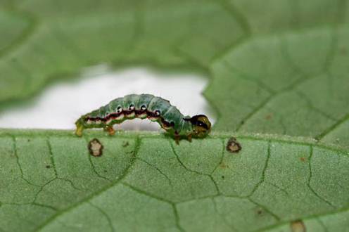 En las montañas tropicales podrían vivir seis veces más insectos de lo que se creía