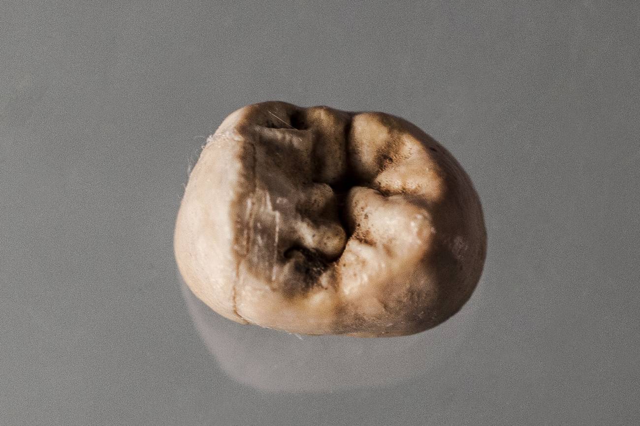 Premolar infantil encontrado en Cova Negra. / UV