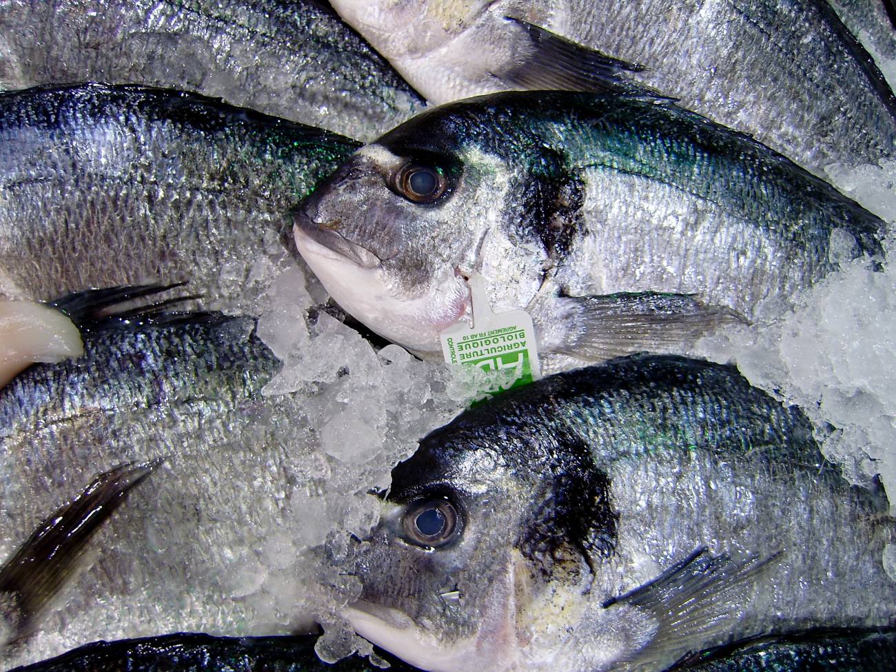 Los investigadores analizaron las respuestas biológicas de más de 600 especies de peces marinos. Imagen: Quinet  