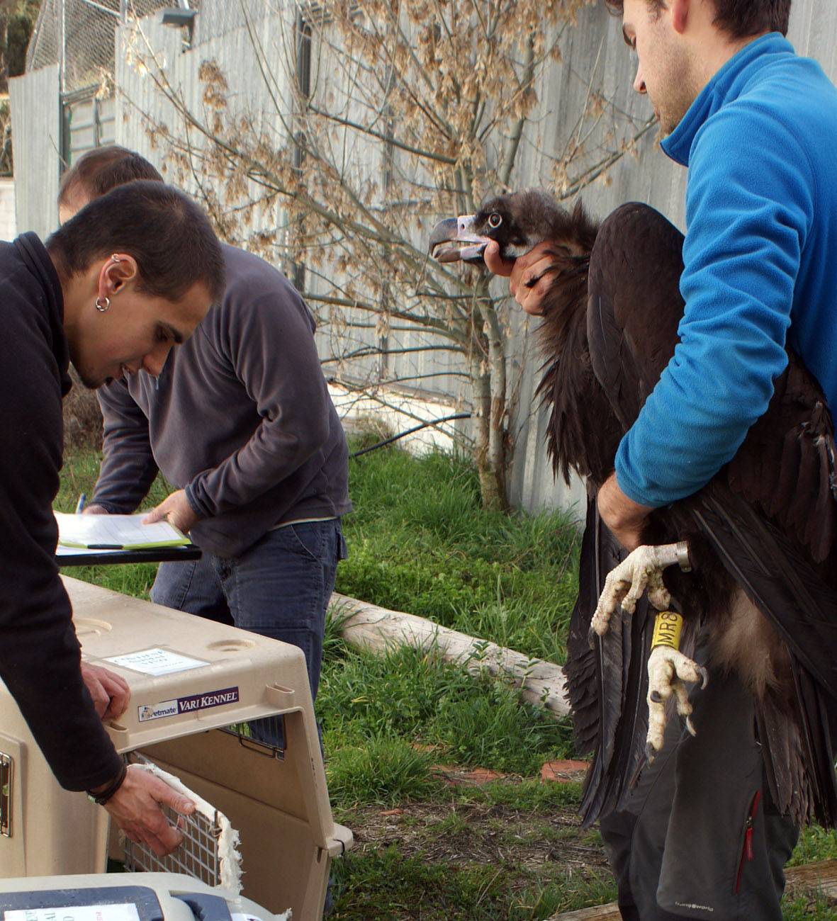 Enviados doce buitres negros a Pirineos para su reintroducción 