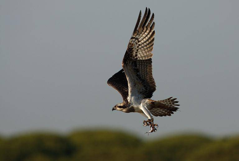 España contará con un Inventario del Patrimonio Natural y de la Biodiversidad