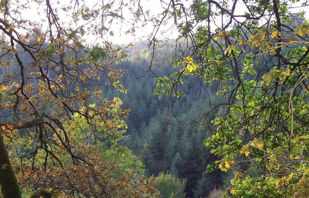 España destinará 25 millones de euros en 2010 a reducir las emisiones de CO2 por la deforestación 