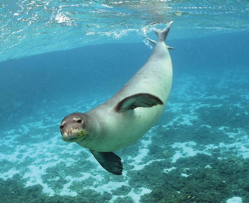 España financia una publicación que identifica las amenazas de la foca monje