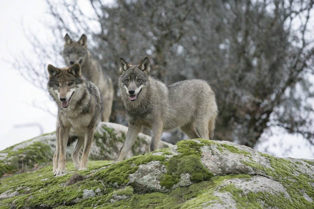 España protege a más especies amenazadas 