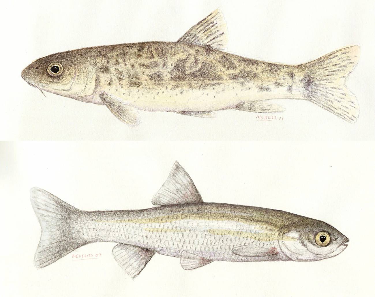 Especies invasoras: la mayor amenaza para los peces de la cuenca mediterránea
