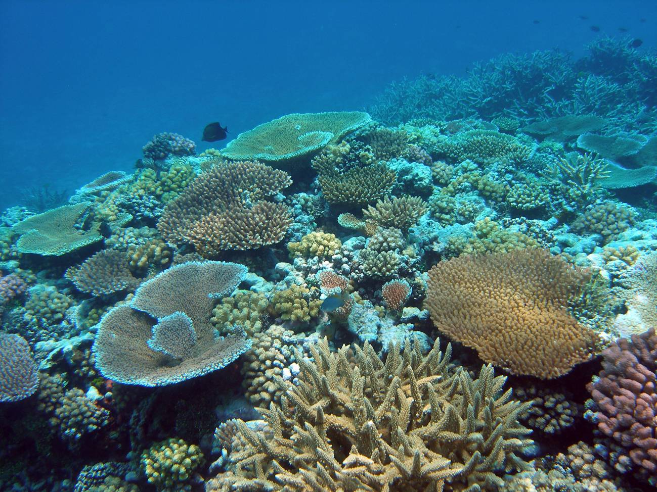 Esperanza en los arrecifes de coral
