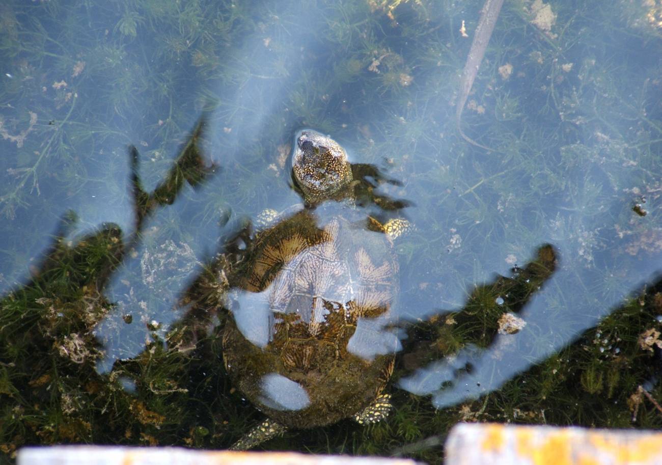Estudian por primera vez la diversidad bacteriana de las Tablas de Daimiel