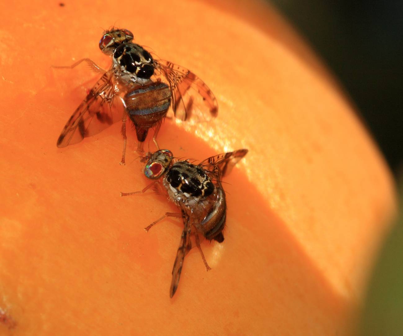 Estudiar el cerebro de la mosca de la fruta para entender funciones complejas del sistema nervioso