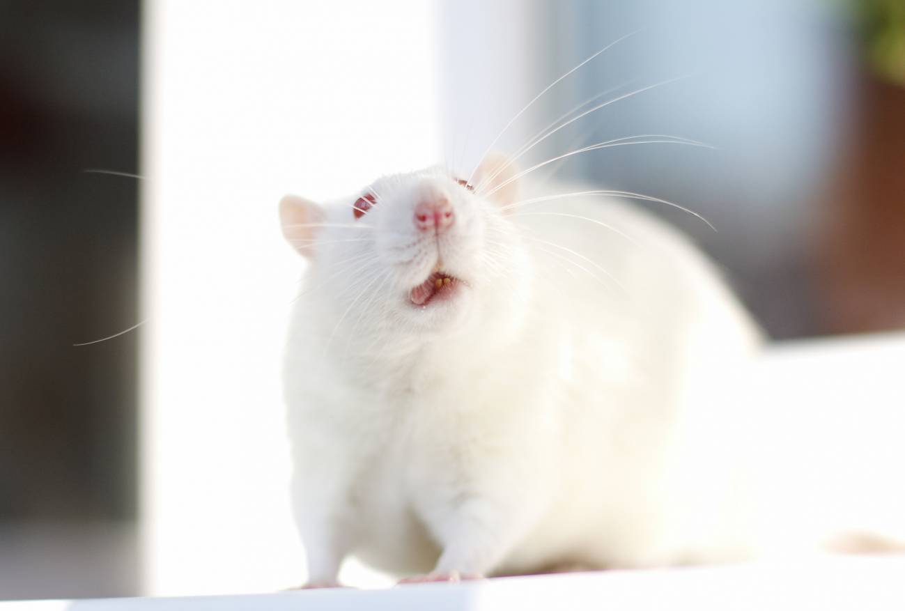 Experimentación animal para cosméticos, ¿una cosa del pasado? 