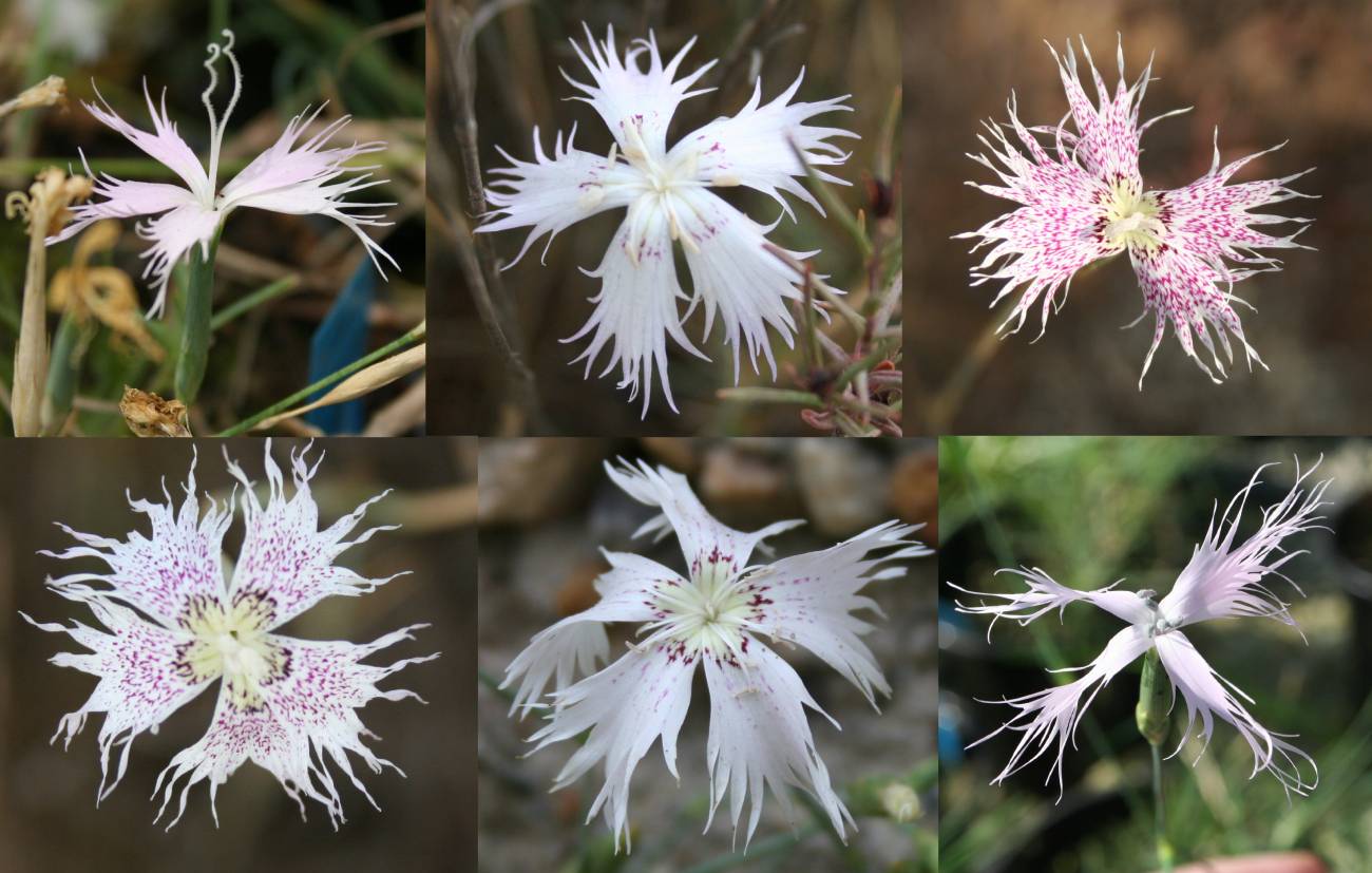 Dianthuscomposicion