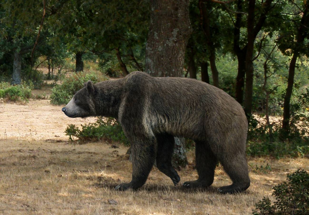 Ilustración del aspecto del oso Indarctos arctoides. / Mauricio Antón.