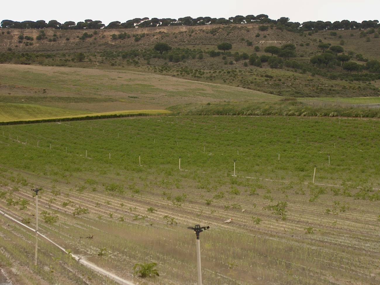 El arsénico de las aguas de riego se transfiere a los cultivos