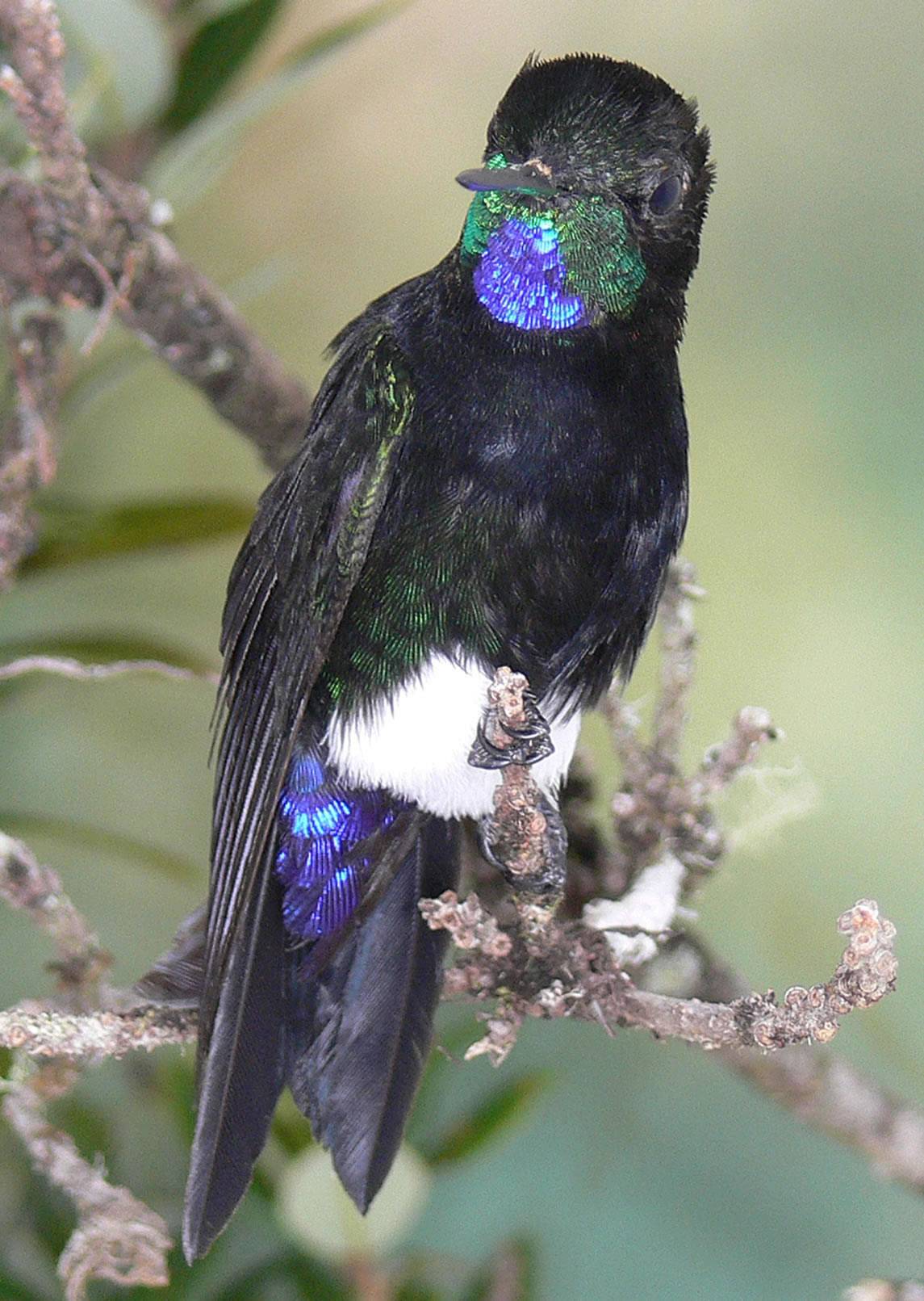 La Lista Roja de especies amenazadas amplía a 192 las aves en peligro de extinción