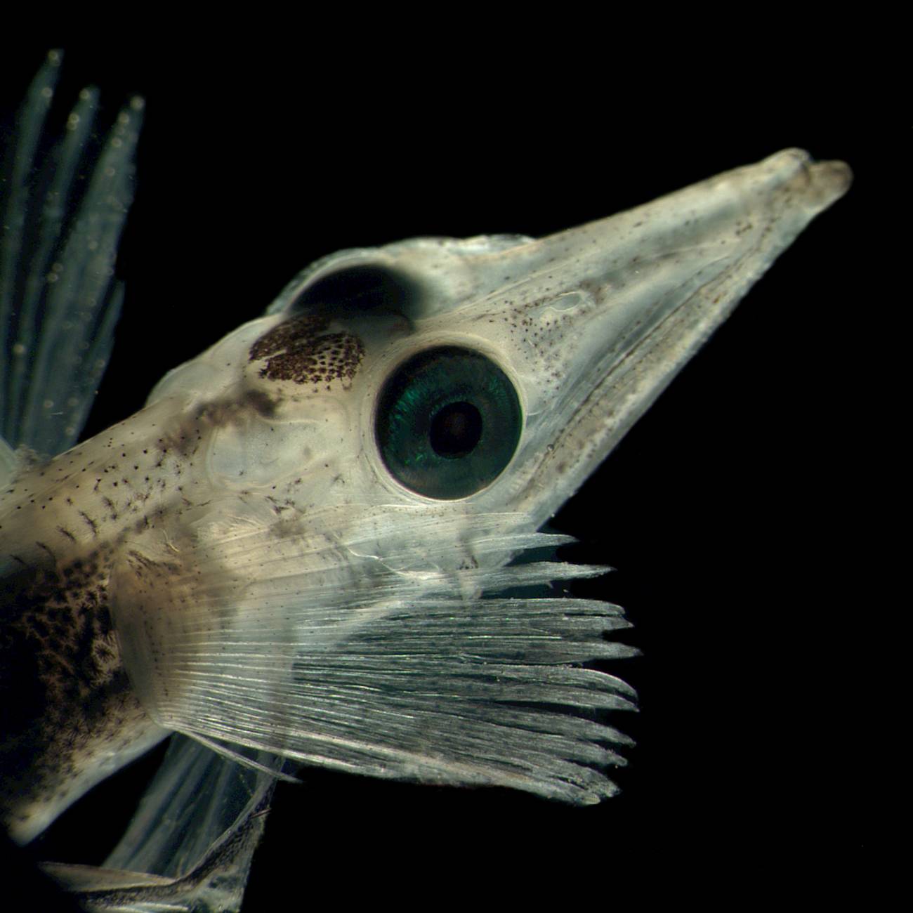El Ártico y la Antártida comparten 235 especies marinas idénticas