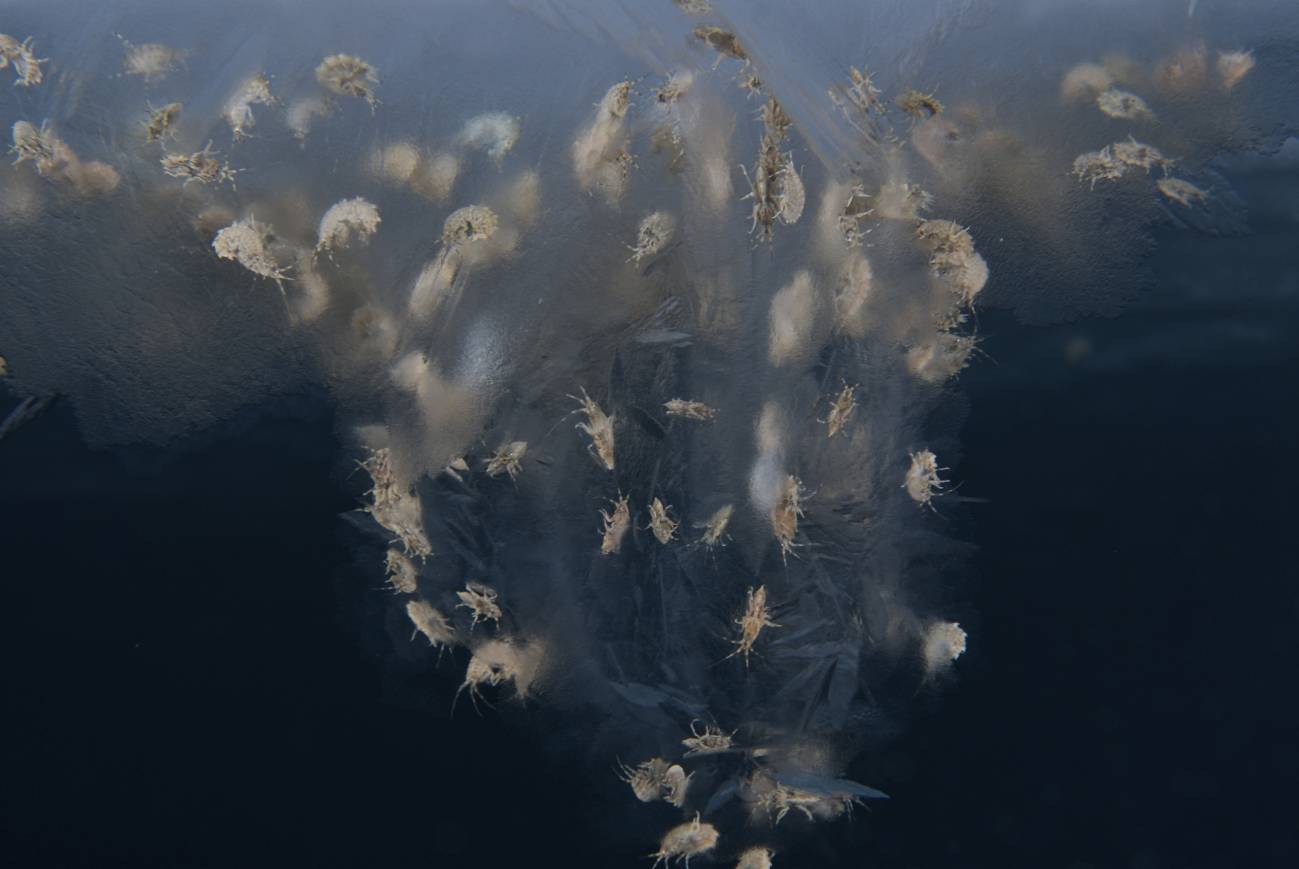 El Ártico y la Antártida comparten 235 especies marinas idénticas