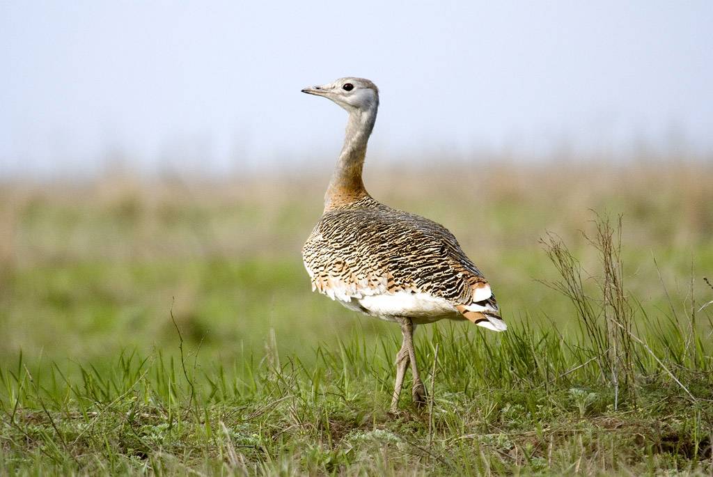 El 50% de los espacios españoles de la red Natura 2000 no está del todo protegido