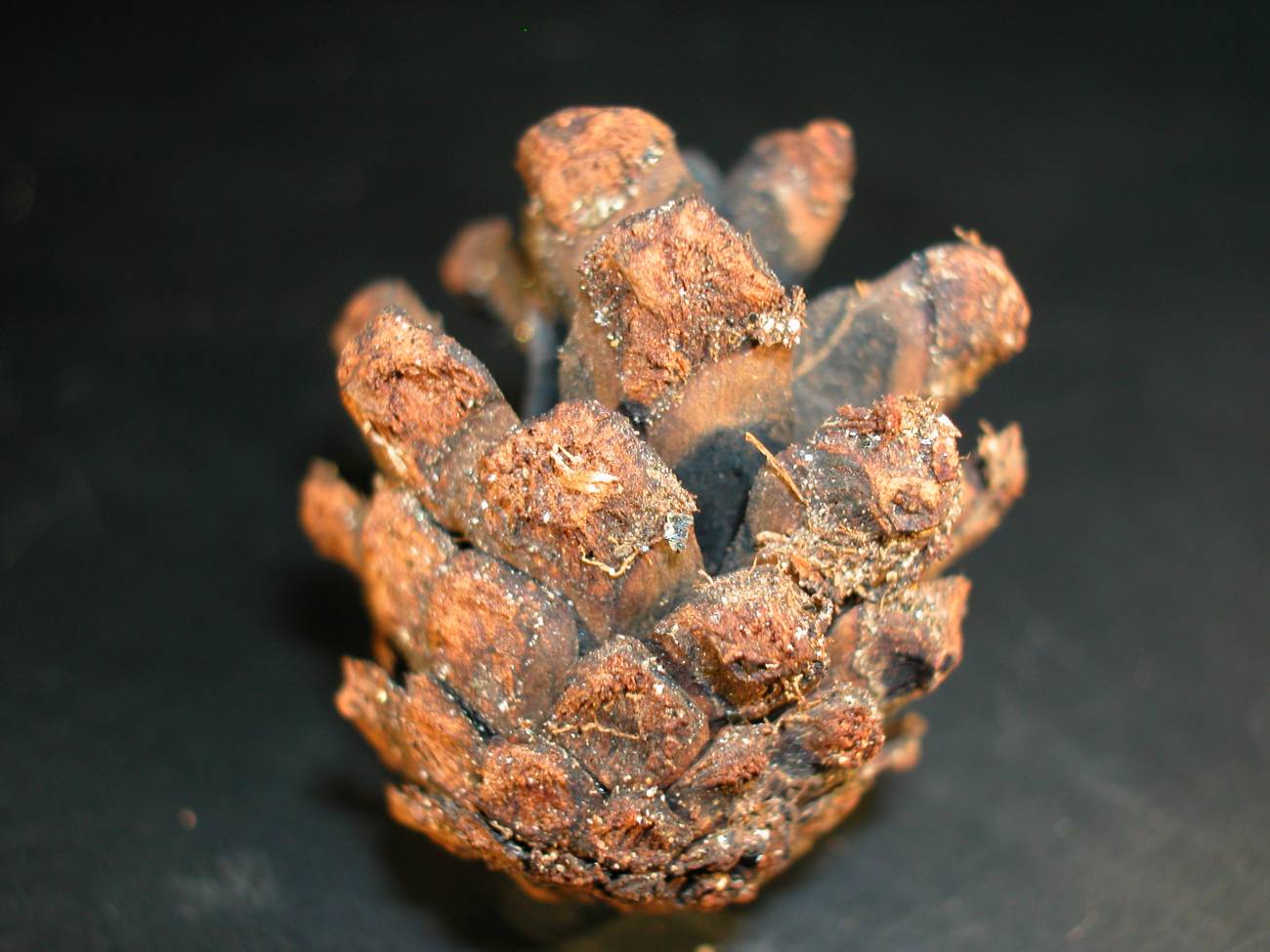 La desaparición de los pinos de la Cordillera Cantábrica amenaza al urogallo (y III)