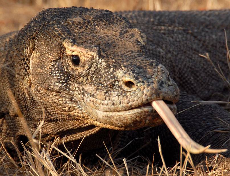 El mordisco envenenado del dragón de Komodo