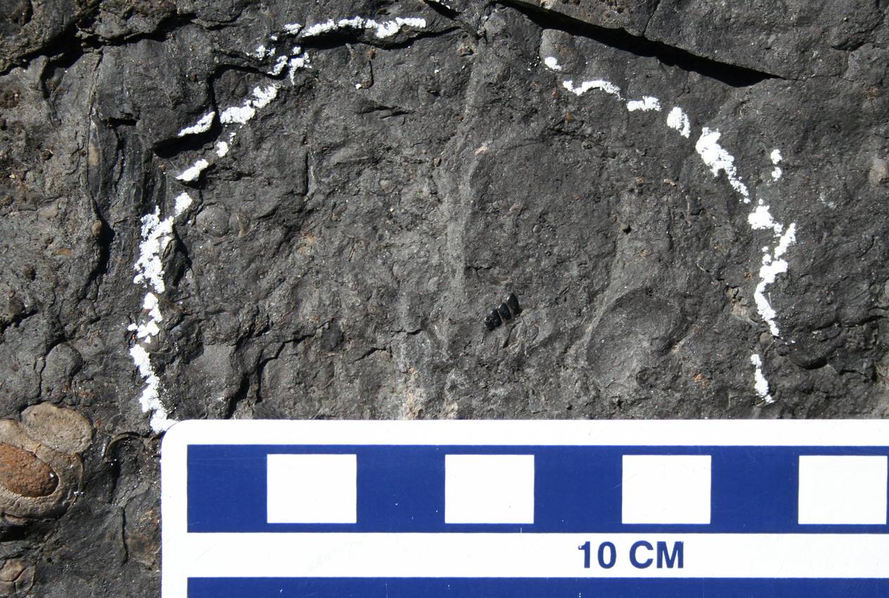 Científicos españoles descubren una nueva especie de pez de hace 130 millones de años en Cantabria
