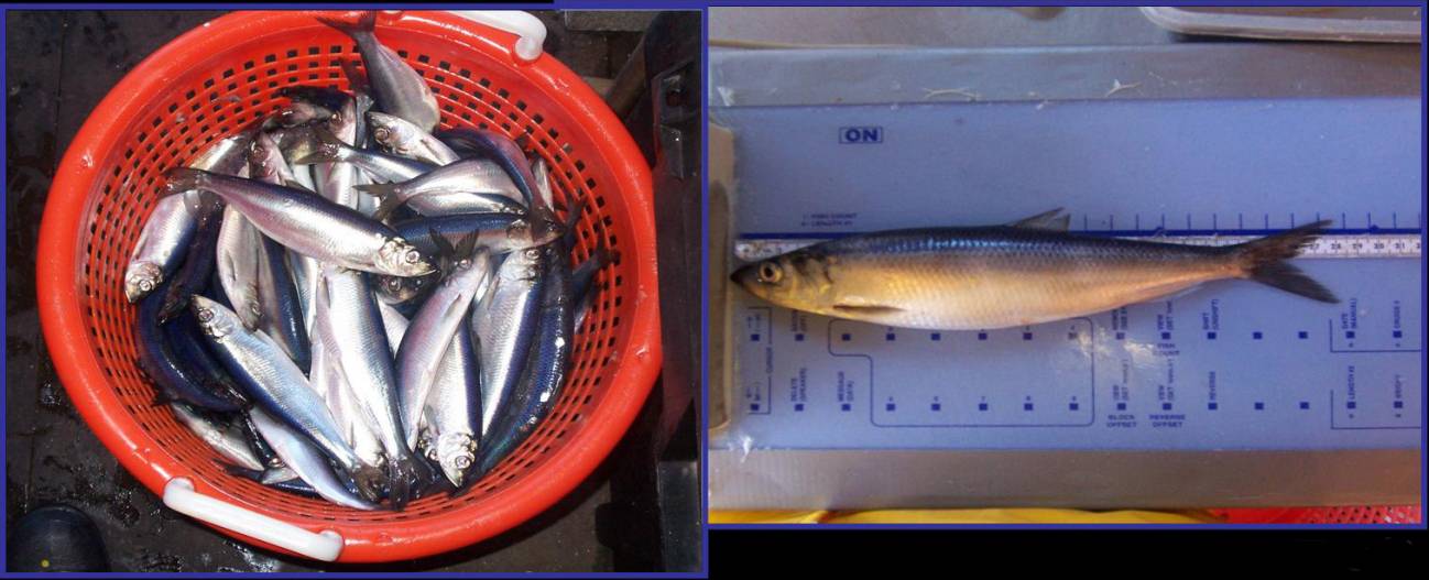 Las migraciones masivas de peces se coordinan gracias a los 'identificadores de equipo'