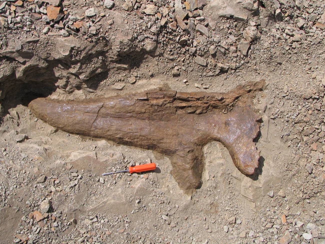 Los Triceratops eran animales sociales que vivían en grupo