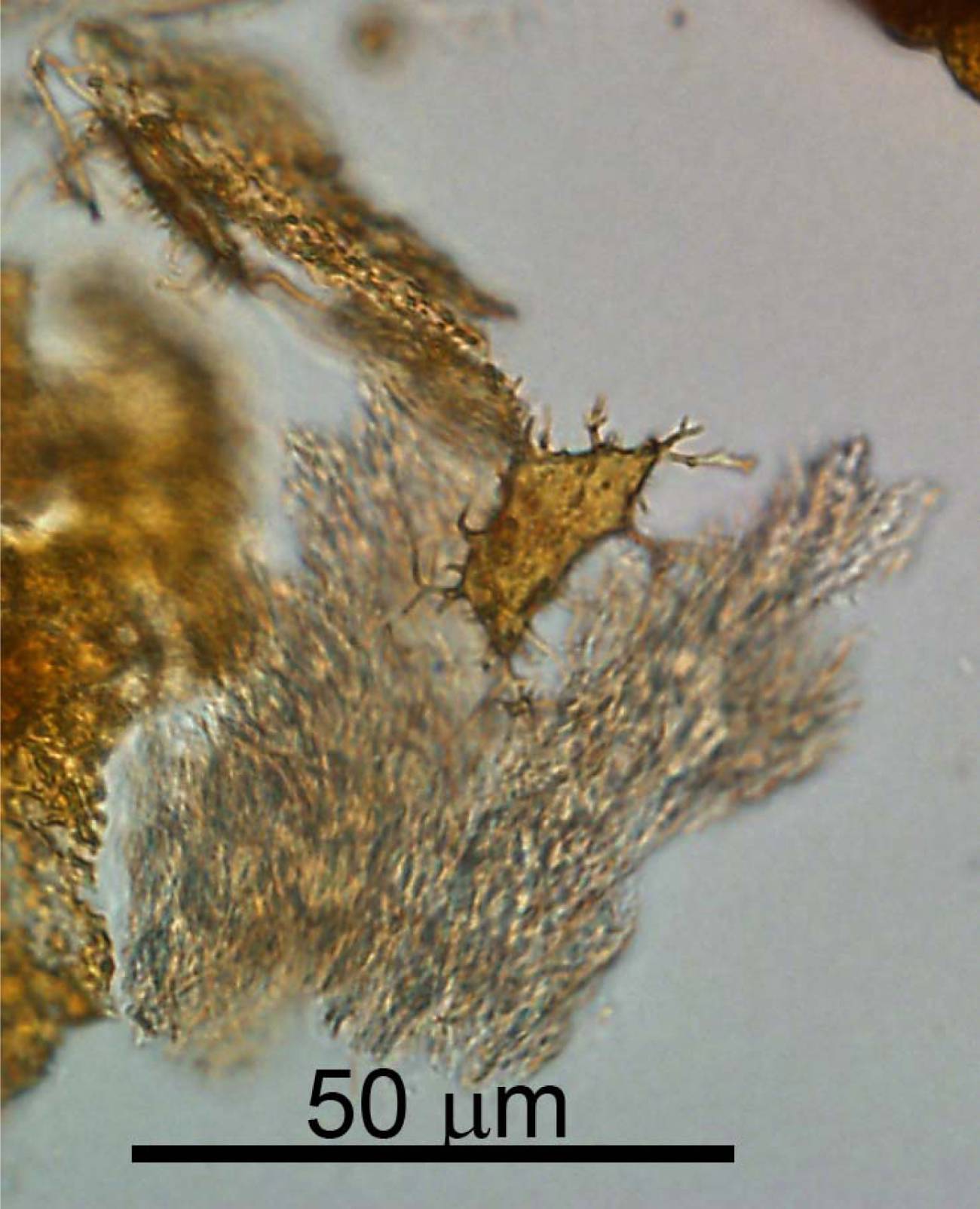 Consiguen recuperar proteínas de colágeno de un Hadrosaurio
