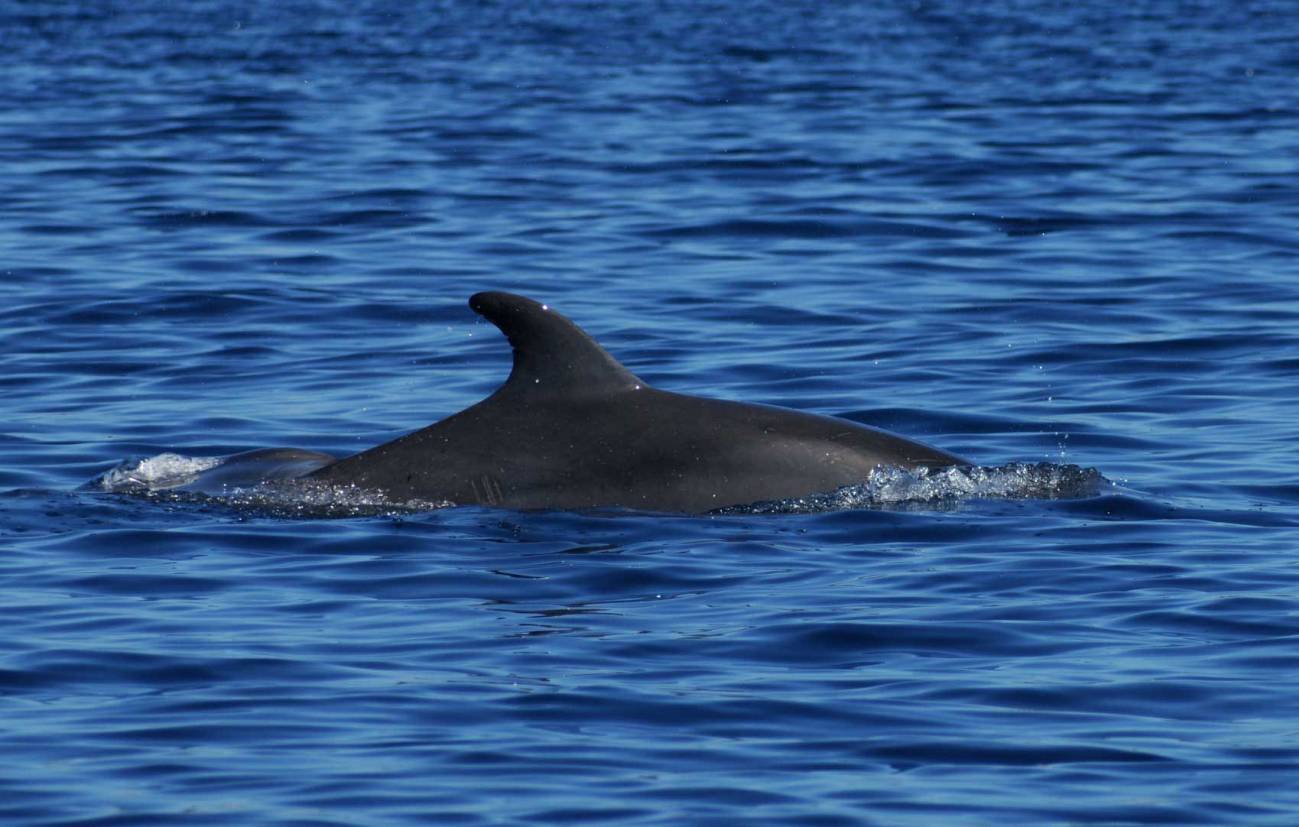 El ‘delfín solitario’ de la ría de Ferrol se acostumbró a la presencia de barcos