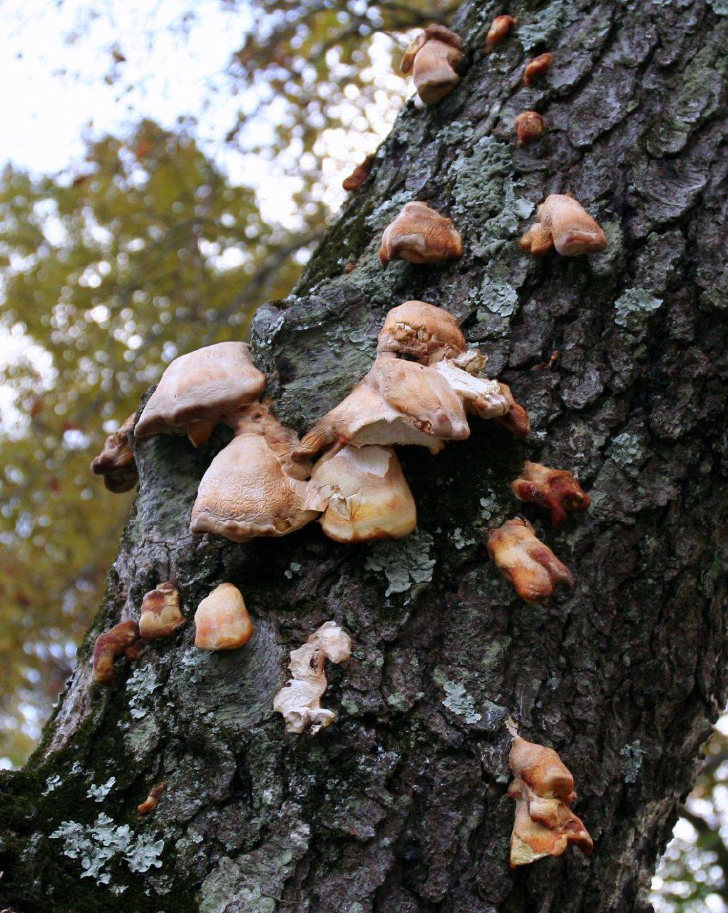 hongos secos