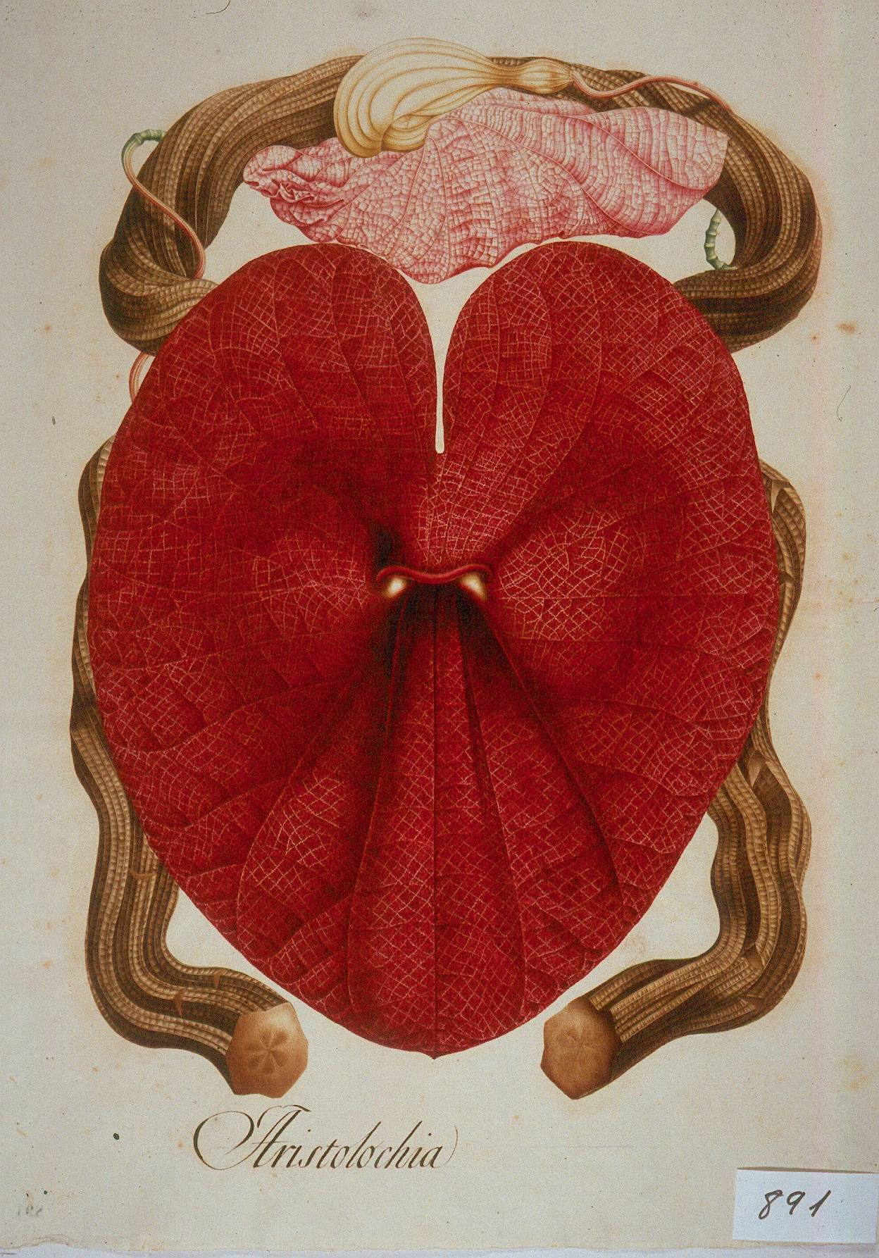 Conmemoran el bicentenario de la muerte del naturalista Celestino Mutis con una exposición (y III)