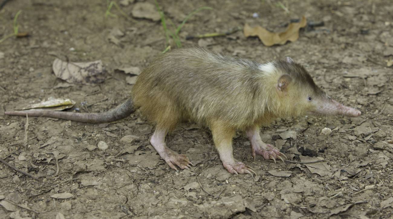 Diseñan un proyecto para evitar la extinción de un raro mamífero venenoso 