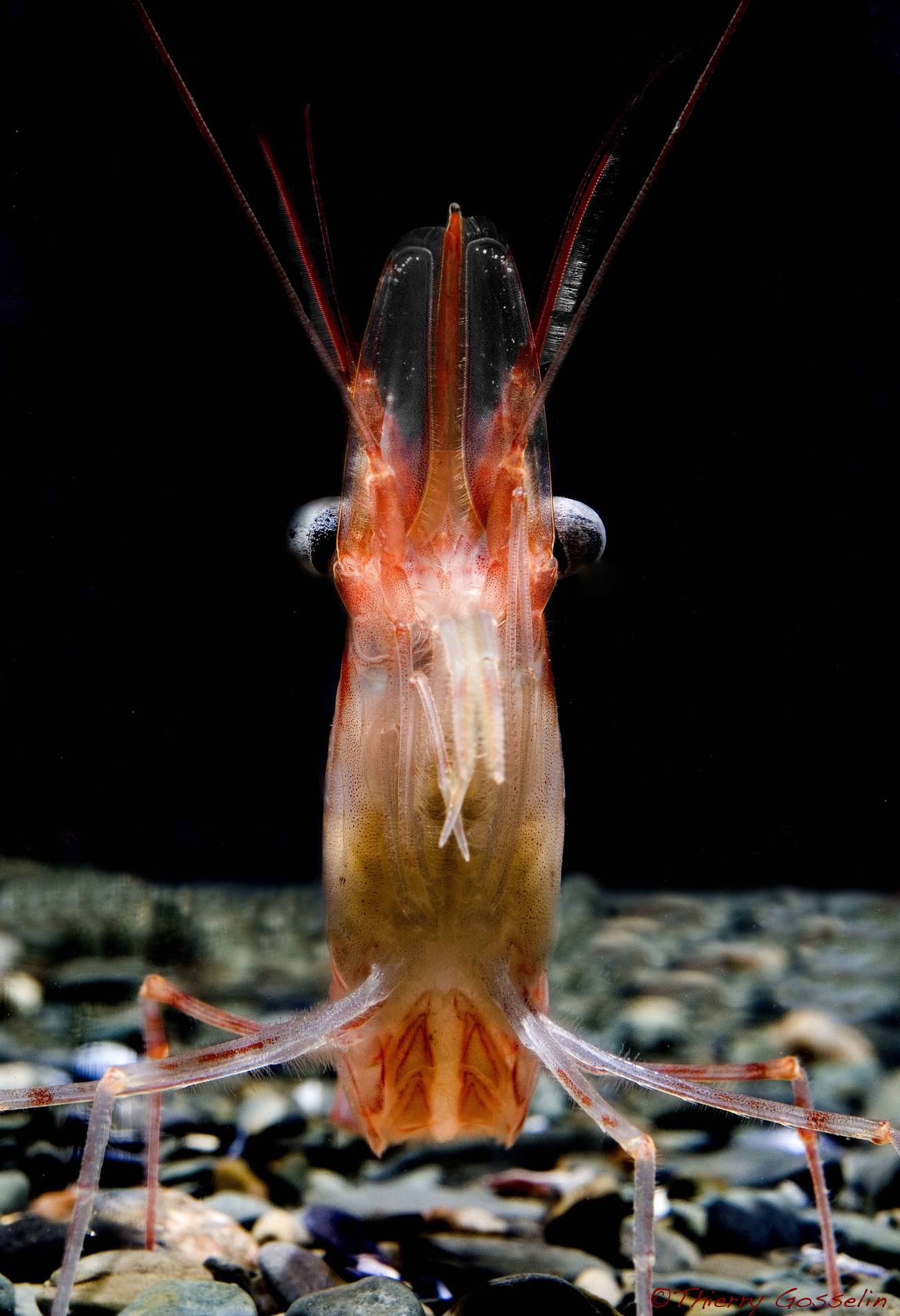 Las temperaturas del fondo del océano desencadenan el desove de los camarones del norte