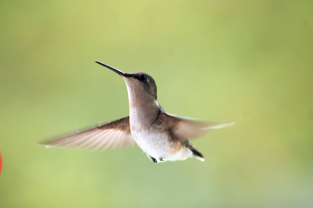 Crean un modelo de vuelo basado en insectos, murciélagos y aves