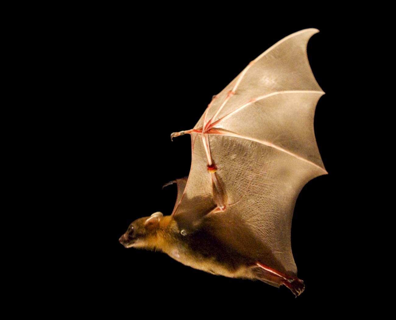 Crean un modelo de vuelo basado en insectos, murciélagos y aves