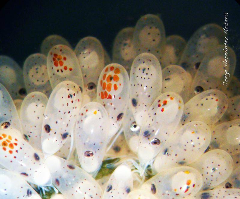 Puesta de Octopus vulgaris. / Jorge Hernández Urcera, proyecto CEFAPARQUES. 