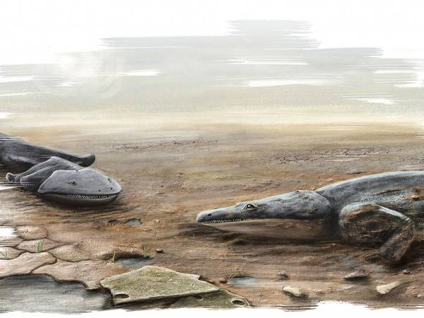 Hallados los fósiles de una especie de salamandra más grande que un humano 