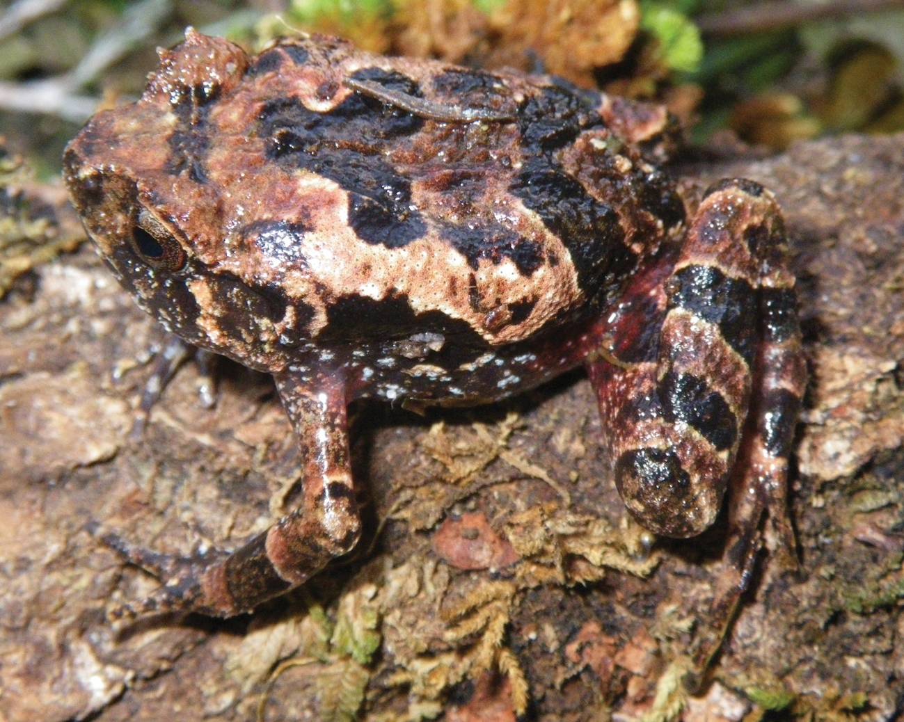 Hallan dos nuevas especies de ranas en Madagascar