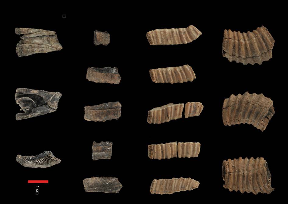 Restos de los balanos encontrados. Imagen: Esteban Álvarez-Fernández y René-Pierre Carriol.