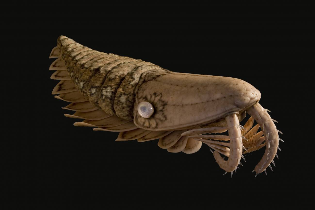Hallan nuevos fósiles de una criatura marina gigante