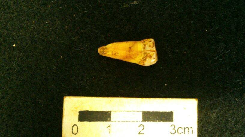 Hallan un diente humano de hace 6.000 años en Cáceres