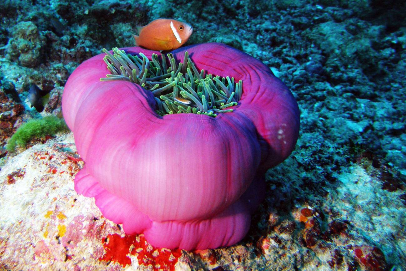 Comunidades coralinas de las Islas Maldivas. Imagen: Xavier Turon. 
