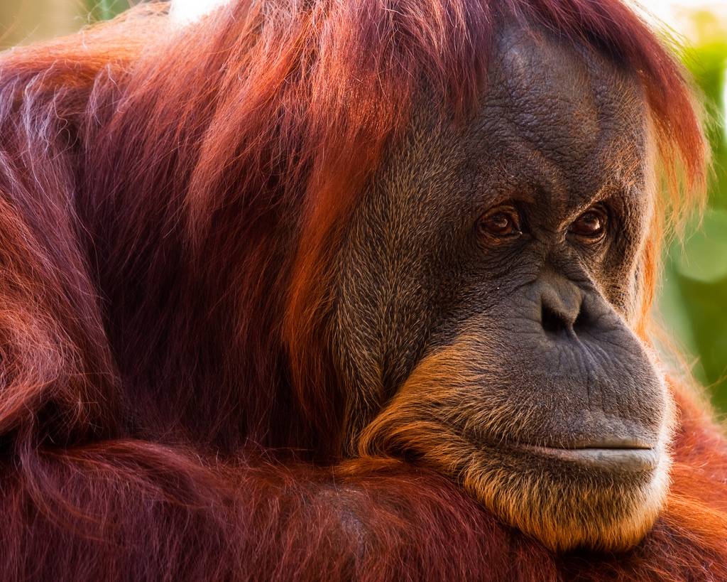 Humanos y orangutanes comparten una mutación en el ADN mitocondrial que produce sordera 